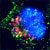 This cell is undergoing apoptosis, as indicated by the presence of caspase-3 (green), a key tool in the cell's destruction. Credit: Hermann Steller, Rockefeller University