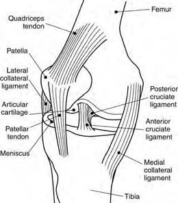 Lateral View of the Knee (Representation).
