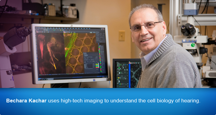 Bechara Kachar uses high-tech imaging to understand the cell biology of hearing.