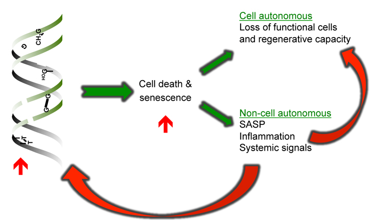 Graphic showing mechanism by which stochastic damage drives aging