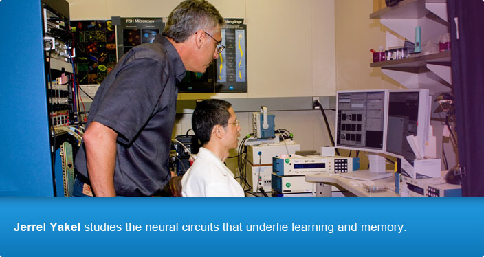 Jerrel Yakel studies the neural circuits that underlie learning and memory.