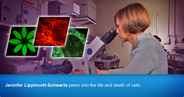 Jennifer Lippincott-Schwartz peers into the life and death of cells.