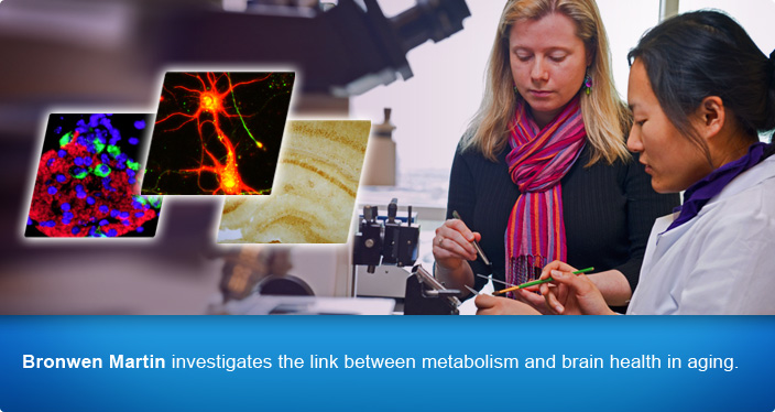 Bronwen Martin investigates the link between metabolism and brain health in aging.