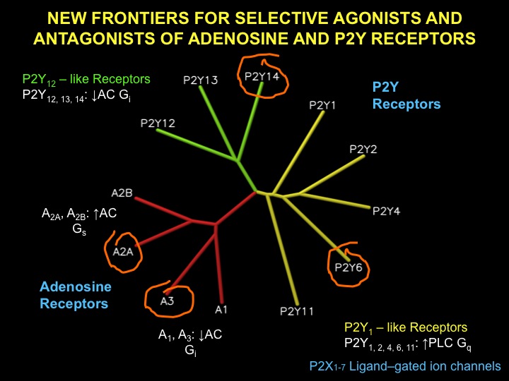 A depiction of the relationships among 12 purine and pyrimidine G protein-coupled receptors