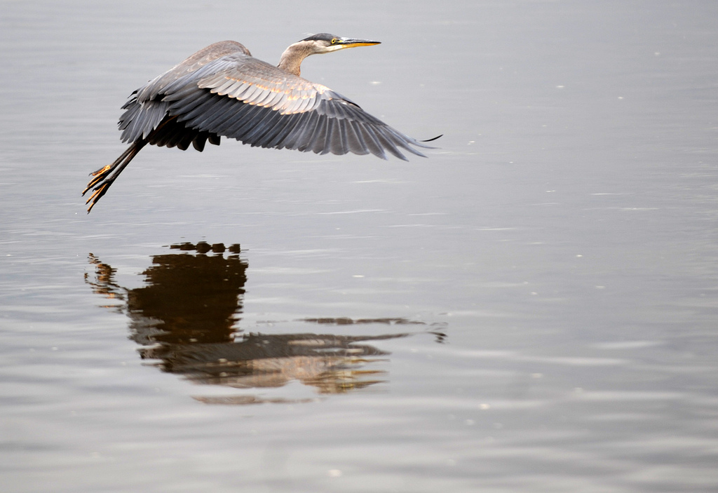 Great Blue Heron