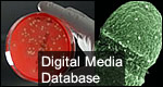 Digital Media Database