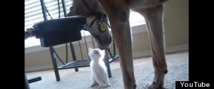 Military Dog Meets Kitten