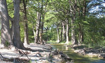 Cypress trees along a creek in Bandera County.