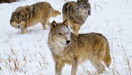 These Non-Lethal Methods Encouraged by Science Can Keep Wolves From Killing Livestock