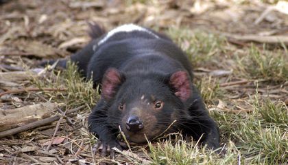 Study Offers Hope for Tasmanian Devils, Once Thought Doomed by Infectious Cancer 