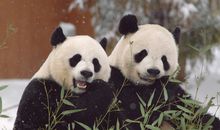 Giant Pandas to Stay Through 2023