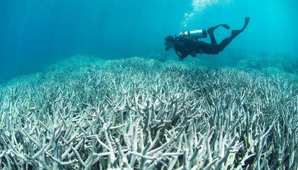 Some Corals Can Survive Through Relentless Heat Waves, Surprising Scientists