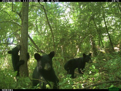 3 bears caught on camera