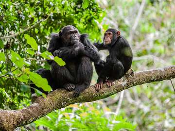 Mother and juvenile chimpanzees on a tree branch. Taken in the wild in Africa.
