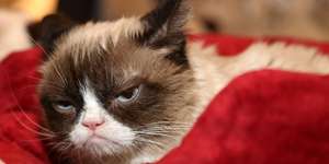 Grumpy Cat attends the 2015 Toyfair at the Jacob Javitz Center on February 15, 2015 in New York.