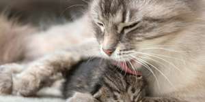 Mother cat licking her kitten. Feline wash young baby whiskers