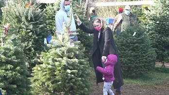 Pandemic boosts business for Christmas tree farms