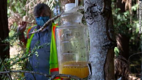 BELLINGHAM, WA - JULY 29:  A bottle containing orange juice and rice cooking wine is set as a trap by Jenni Cena, pest biologist and trapping supervisor from the Washington State Department of Agriculture (WSDA), in an effort to catch Asian Giant Hornets, also known as murder hornets, on July 29, 2020 in Bellingham, Washington. Asian giant hornets attack and destroy honeybee hives. Once established, its feared the Asian Giant Hornet could have negative impacts on the environment, economy, and public health of Washington State. WSDA currently has 442 traps throughout the state. To date, five Asian Giant Hornets have been found in Washington state, all by public citizens in Whatcom County. The traps are checked once a week. (Photo by Karen Ducey/Getty Images)