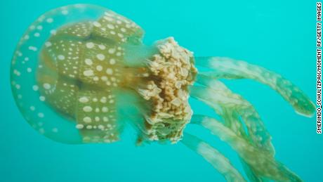 Golden non-sting jellyfish (Mastigias Papua) that can be found in Tojoman Lagoon, Bucas Grande Island. The jellyfish sanctuary is 15-minute boat ride from Bucas Grande registration area. They are mostly abundant during the rainy season between June to August. Best thing in this place is that you can swim with them just like in Palau Micronesia.