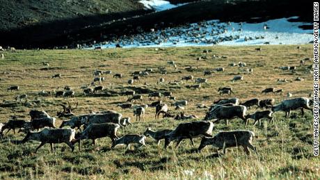 ARCTIC NATIONAL REFUGE, ALASKA - UNDATED: (FILE PHOTO)  Caribou graze in the Arctic National Wildlife Refuge in Alaska in this undated file photo. The U.S. Senate voted not to allow drilling  for oil in the refuge March 19, 2003 by a 52-to-48 vote. (Photo by US Fish and Wildlife Service/Getty Images)