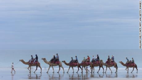 A file photo taken on May 23, 2000 shows camels carrying tourists down Broome&#39;s famous Cable Beach as the town recovers from a cyclone at the start of its tourist season on Australia&#39;s west coast. The world&#39;s association of camel scientists fought back angrily on July 4, 2011 over Australian plans to kill wild dromedaries on the grounds that their flatulence adds to global warming. The idea is &quot;false and stupid... a scientific aberration&quot;, the International Society of Camelid Research and Development (ISOCARD) charged, saying camels were being made culprits for a man-made problem. The kill-a-camel suggestion is floated in a paper distributed by Australia&#39;s Department of Climate Change and Energy Efficiency, as part of consultations for reducing the country&#39;s carbon footprint.     AFP PHOTO / WILLIAM WEST (Photo credit should read WILLIAM WEST/AFP via Getty Images)