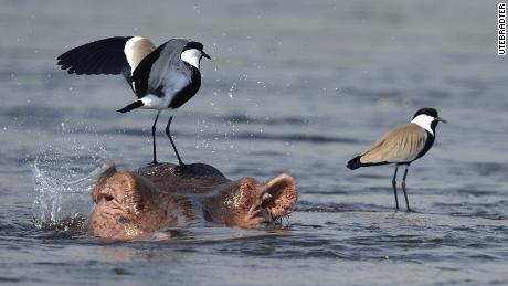 Spur-winged plovers (Vanellus spinosus) perching on hippos (Hippopotamus amphibious). While hippos make good perches away from the densely vegetated riverbank, that &#39;perch&#39; has a habit of disappearing underneath the water surface occasionally.