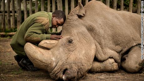 The last goodbye Ami Vitale, USA

Joseph Wachira comforts Sudan, the last male northern white rhino left on the planet, moments before he passed away at Ol Pejeta Wildlife Conservancy in northern Kenya. Suffering from age-related complications, he died surrounded by the people who had cared for him. With every extinction we suffer more than loss of ecosystem health. When we see ourselves as part of nature, we understand that saving nature is really about saving ourselves. Ami&#39;s hope is that Sudan&#39;s legacy will serve as a catalyst to awaken humanity to this reality.