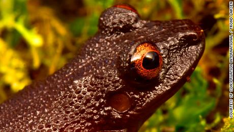 As well as identifying new species, the team rediscovered four species thought to be extinct including the mesmeric &quot;devil-eyed frog&quot; which was last sighted 20 years ago before a hydroelectric dam was built in its habitat. After numerous attempts to find the frog it was assumed the species no longer existed. 