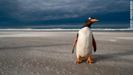 A gentoo penguin, one of 18 or so penguin species spread throughout the southern hemisphere.