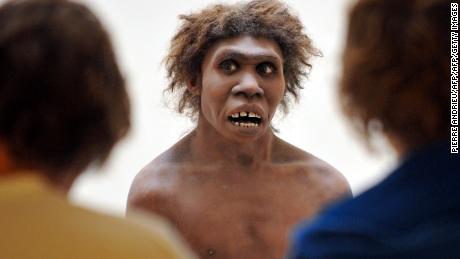 ** EMBARGOED UNTIL MARCH 13, 2013 UNTIL 00.01 UK TIME **
(FILES) -- A photo taken on July 2, 2008 in Eyzies-de-Tayac, Dordogne, shows a model representing a Neanderthal man on display at the National Museum of Prehistory. Neanderthal brains were adapted to allow them to see better and maintain larger bodies, according to new research by the University of Oxford and the Natural History Museum, London.   AFP PHOTO PIERRE ANDRIEU        (Photo credit should read PIERRE ANDRIEU/AFP/Getty Images)