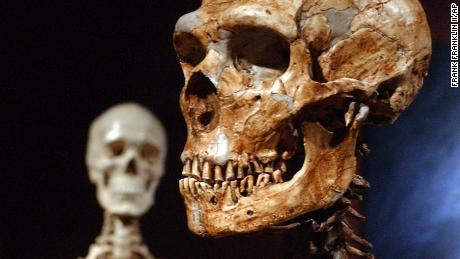 This 2003 file photo shows a reconstructed Neanderthal skeleton (right), and a modern human version (left), at the American Museum of Natural History in New York.