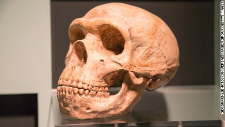 Skull of Homo Neanderthalensis, archaeology museum, Jerez de la Frontera, Cadiz Province, Spain.\
