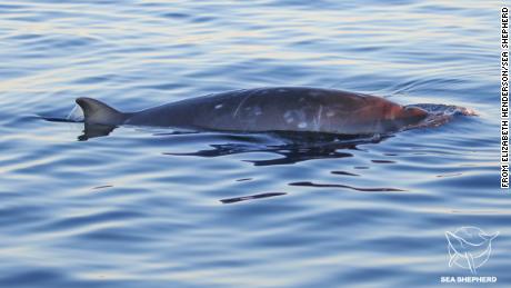 Possibly a new species of Beaked whale