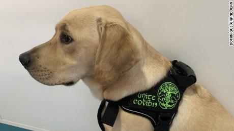  A dog trained to detect Covid-19.