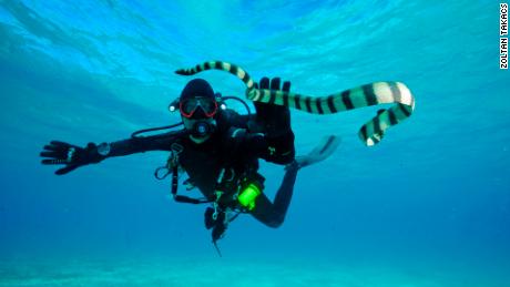 Biomedical scientist Zoltan Takacs with a sea snake in Fiji