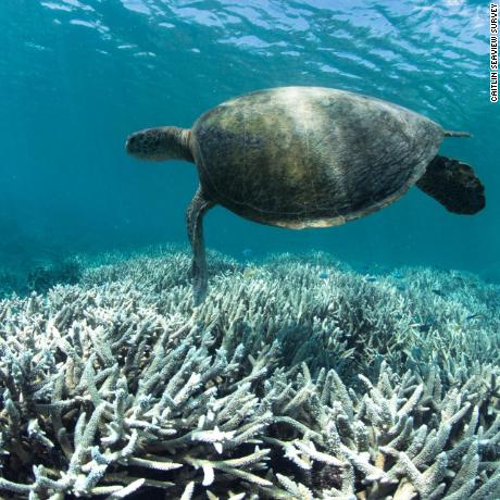 Turtle swims over bleached coral at Heron Island on the Great Barrier Reef February 2016 - 27/02/2016
