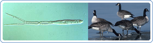 Left: Cercariae of Austrobilharzia variglandis (left), which can cause cercarial dermatitis. Note the forked 'tail' and a pair of 'eye spots' near the anterior end (right). Right: A group of geese a preferred host of the parasite that causes Cercarial Dermatitis.