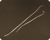 Two worms of the species Ascaris lumbricoides laid on a table.