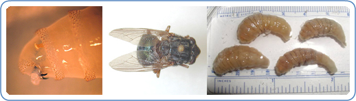 L to R: Close-up of the anterior end of a larva, showing the mandibles and one of the anterior spiracles. Adult of Dermatobia hominis, the human bot fly. Four larvae of Dermatobia hominis, removed from a human host.