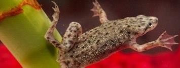 Photo: Families with children aged 5 years or younger in the home should avoid keeping turtles, frogs and lizards as pets to protect them from Salmonella. http://go.usa.gov/YdcC